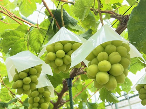 当町で育ったシャインマスカット