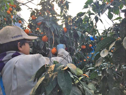 柑橘の収穫体験の様子