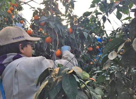 柑橘の収穫体験の様子