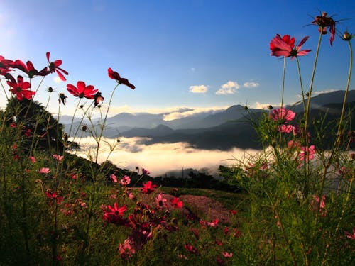豊かな自然、温暖な気候、やさしい人情、