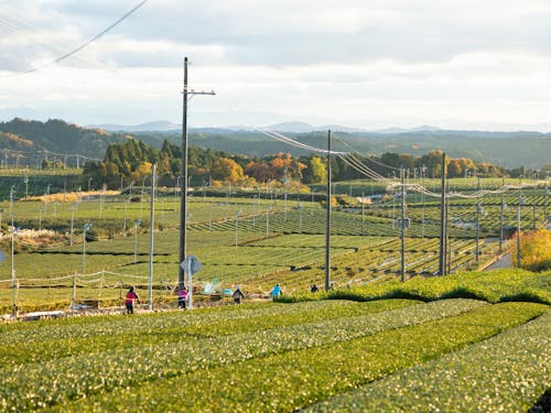 市内に広がる茶畑