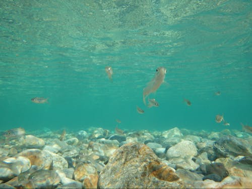 銚子川の生き物①