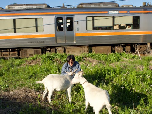 広めの畑の隣に電車。ヤギはちょっと前まで居てくれた時の写真です!
