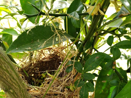 餌が豊富で安心できる園地には鳥の巣がかかります