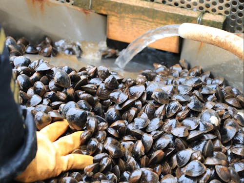 天塩町の特産品のシジミ