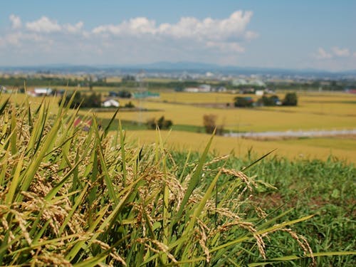 新米の季節がやってきました!