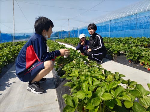 赤崎いちご狩り体験