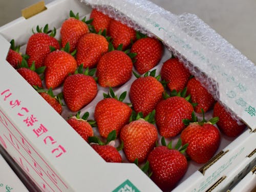 町内の他のイチゴ農家さんとも提携し、1年中イチゴが出荷できる体制を構築。