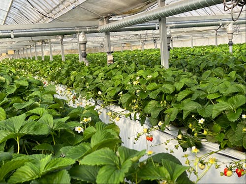 イチゴが育つビニールハウス。約1万2000本の苗が植えられています。