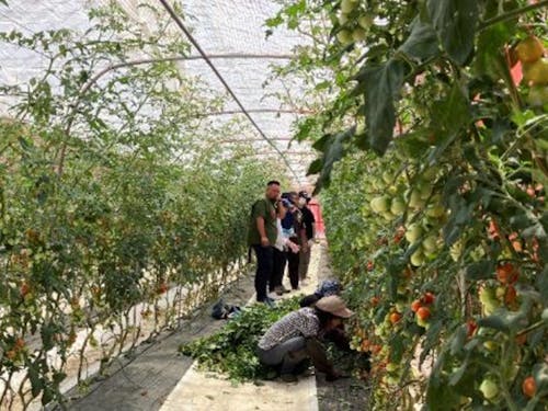 トマト剪定・収穫の様子(昨年のツアーで実施)