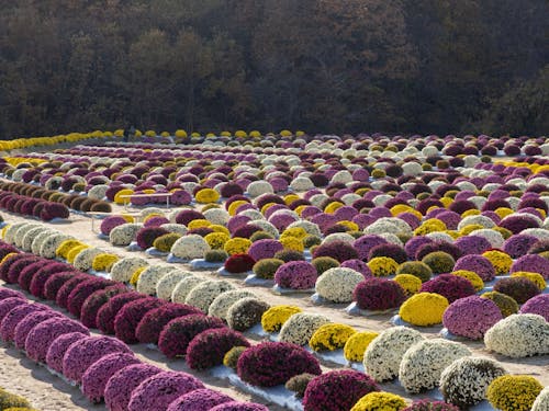 まんまるフォルムが可愛いざる菊
