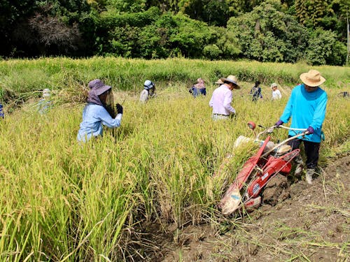 複数世帯で協力し合って米づくりをしています