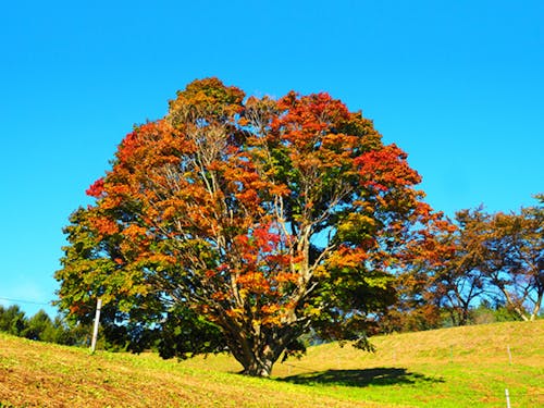 多彩な色に紅葉する七色大カエデ