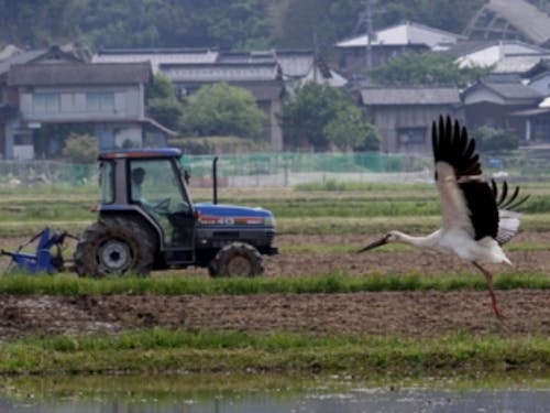 農作業中にコウノトリがやってくることも!