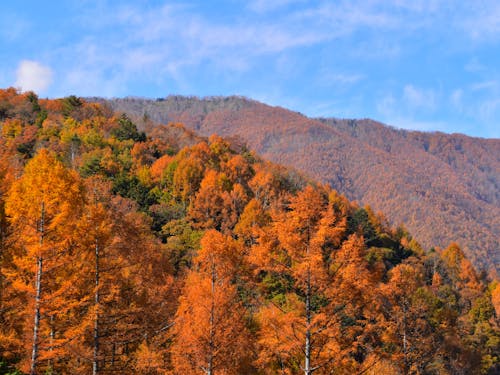 秋深まる伊那市から日比谷へ、自然のめぐみを届けます🍄