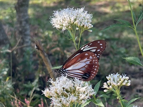 あいパークやすおかで、アサギマダラを発見しました!