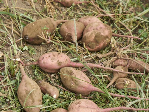 農業体験で収穫できるサツマイモ