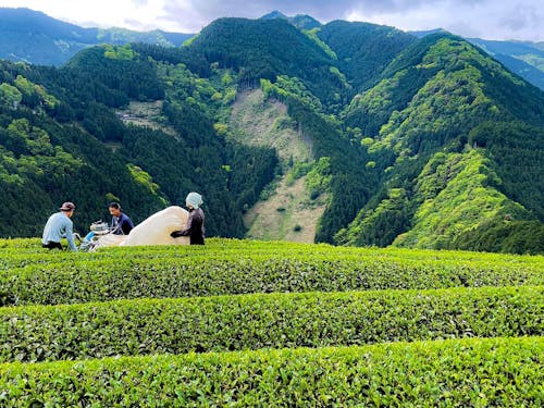 世界農業遺産認定地の茶畑