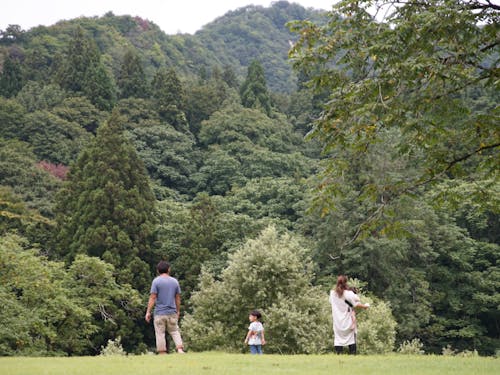 見渡す限り木々に囲まれています