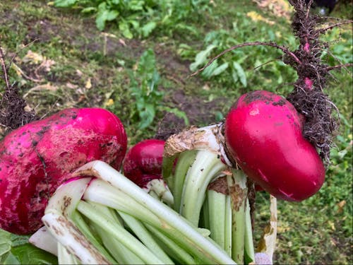丸々とした赤かぶ!!美味しそう!