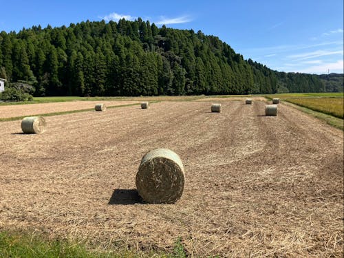 牧草ロール