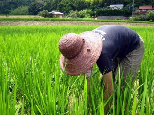 稲作体験で日頃のストレスも解消