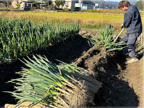 岩津ねぎの収穫風景