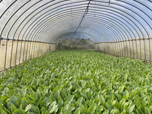 有機栽培のホウレン草