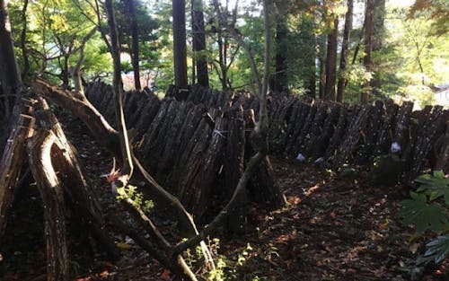 大呑地区は、のと115という特別なキノコの栽培地でもあります。