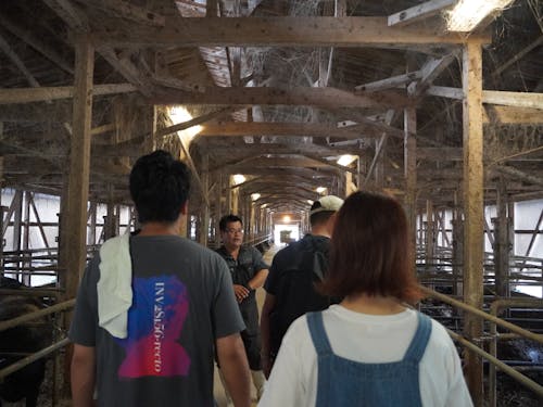 島の循環型畜産業を目指すブランド牛「隠岐牛」の牛舎へ