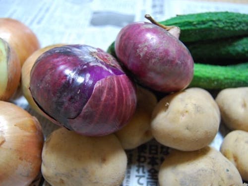 借りた畑で収穫できた野菜