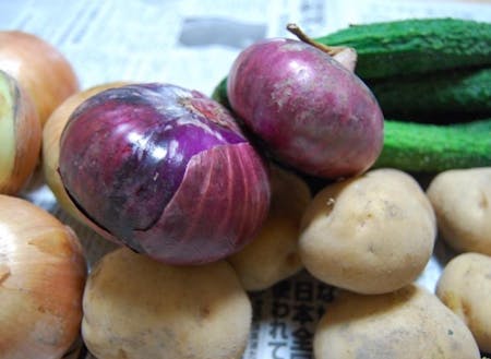 借りた畑で収穫できた野菜