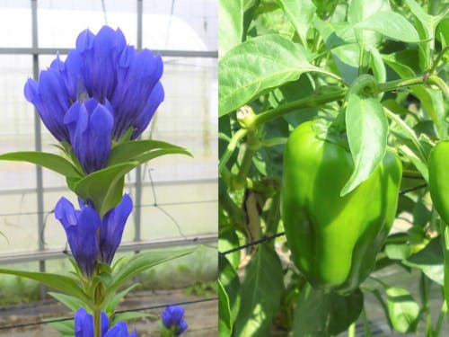 ファンの多いりんどう(左)と子どもに人気のピーマン(右)