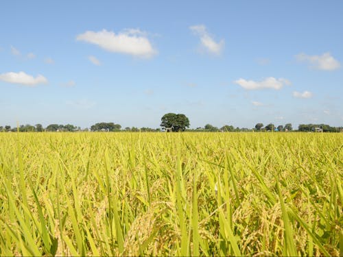 見渡す限りの稲穂を堪能♫