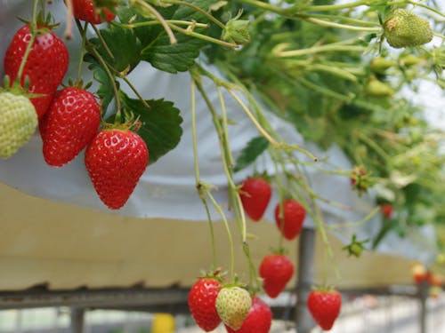 いちご狩りの風景