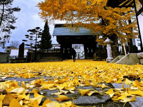 イチョウで染まる紅葉シーズン