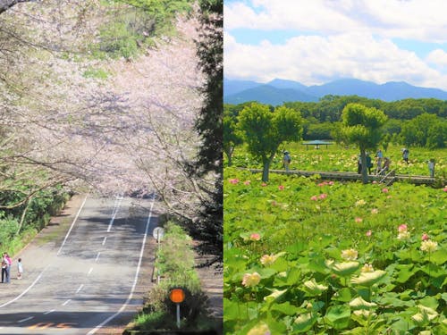 森山地域の桜のトンネルと唐比ハス園