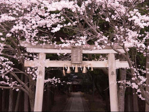 春には桜が楽しめる、岩瀬神社付近