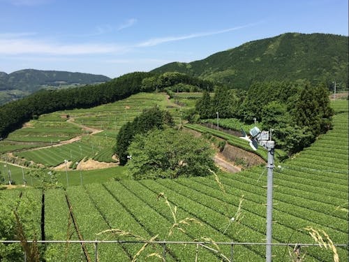 向こうまでぜんぶお茶畑!(里山)