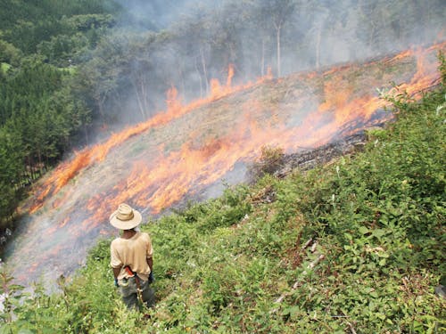 焼畑の火入れの様子です