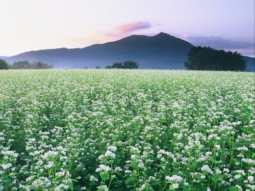 県内２位の「常陸秋そば」の産地です！（そばのお花畑）