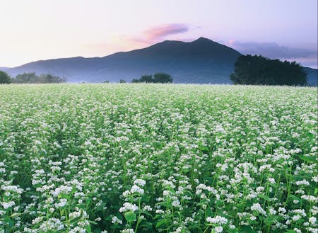 県内2位の「常陸秋そば」の産地です!(そばのお花畑)