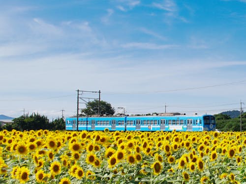 ひまわりとのコントラストが美しい一枚