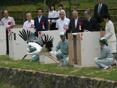 2005年放鳥の様子