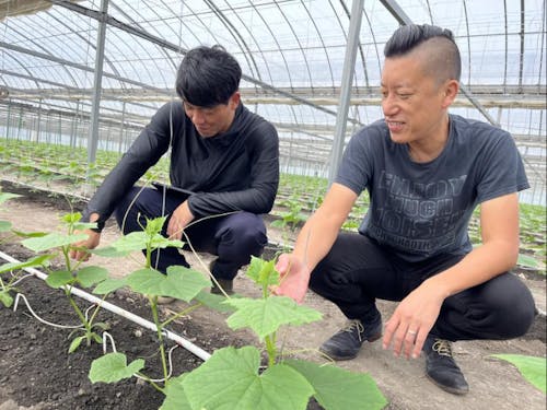 下村青果商会のお二人/栽培作物:きゅうり