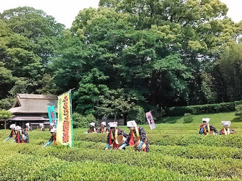 Society 5.0シティのイメージ:岡山後楽園の茶つみ祭