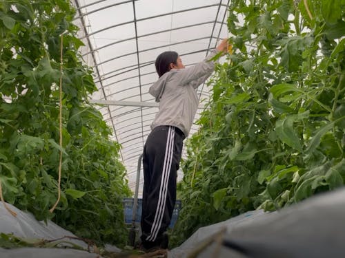 農業(有機トマト農家)