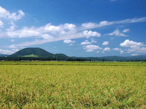 町のシンボル田園風景に薬莱山(やくらいさん)。