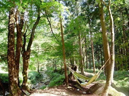 雄大な自然に囲まれ、森林セラピーなどの取組みも盛んです。