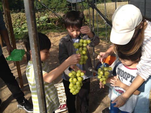 シャインマスカット収穫体験